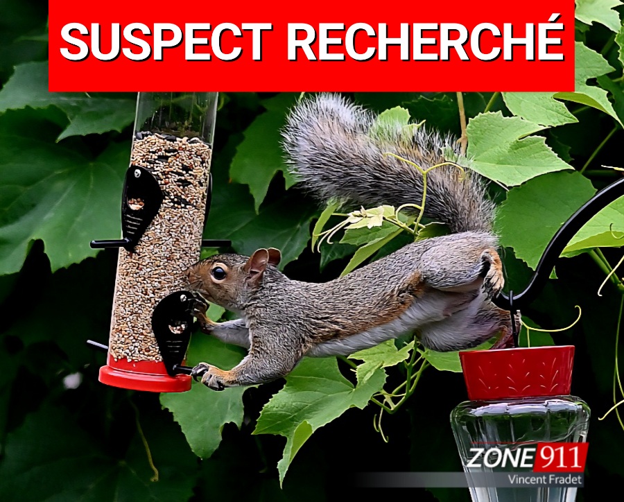 Humour.... La police à la recherche d’un voleur de graines 